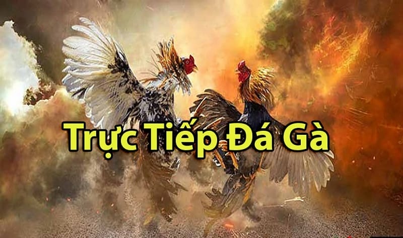 https://cfes.fit/tim-hieu-ve-da-ga-thomo-campuchia/